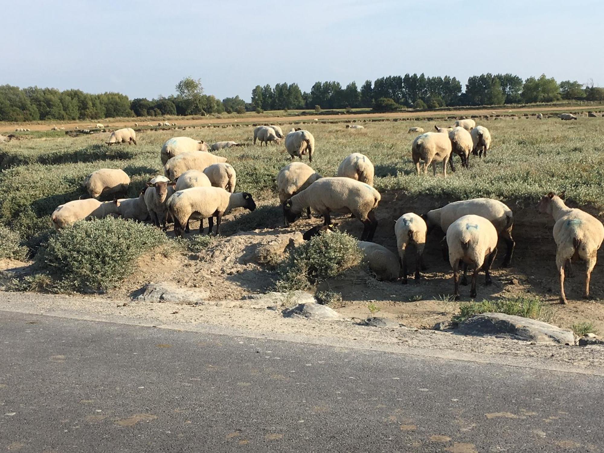Decouverte D'Un Haras Proche Du Mont St Michel Hambye Екстер'єр фото