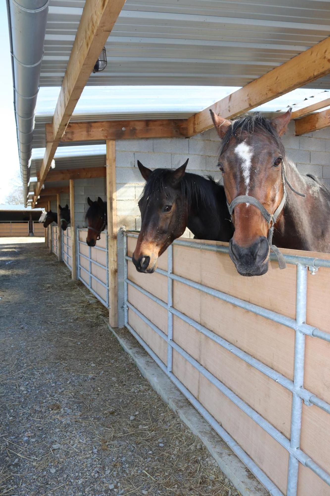 Decouverte D'Un Haras Proche Du Mont St Michel Hambye Екстер'єр фото
