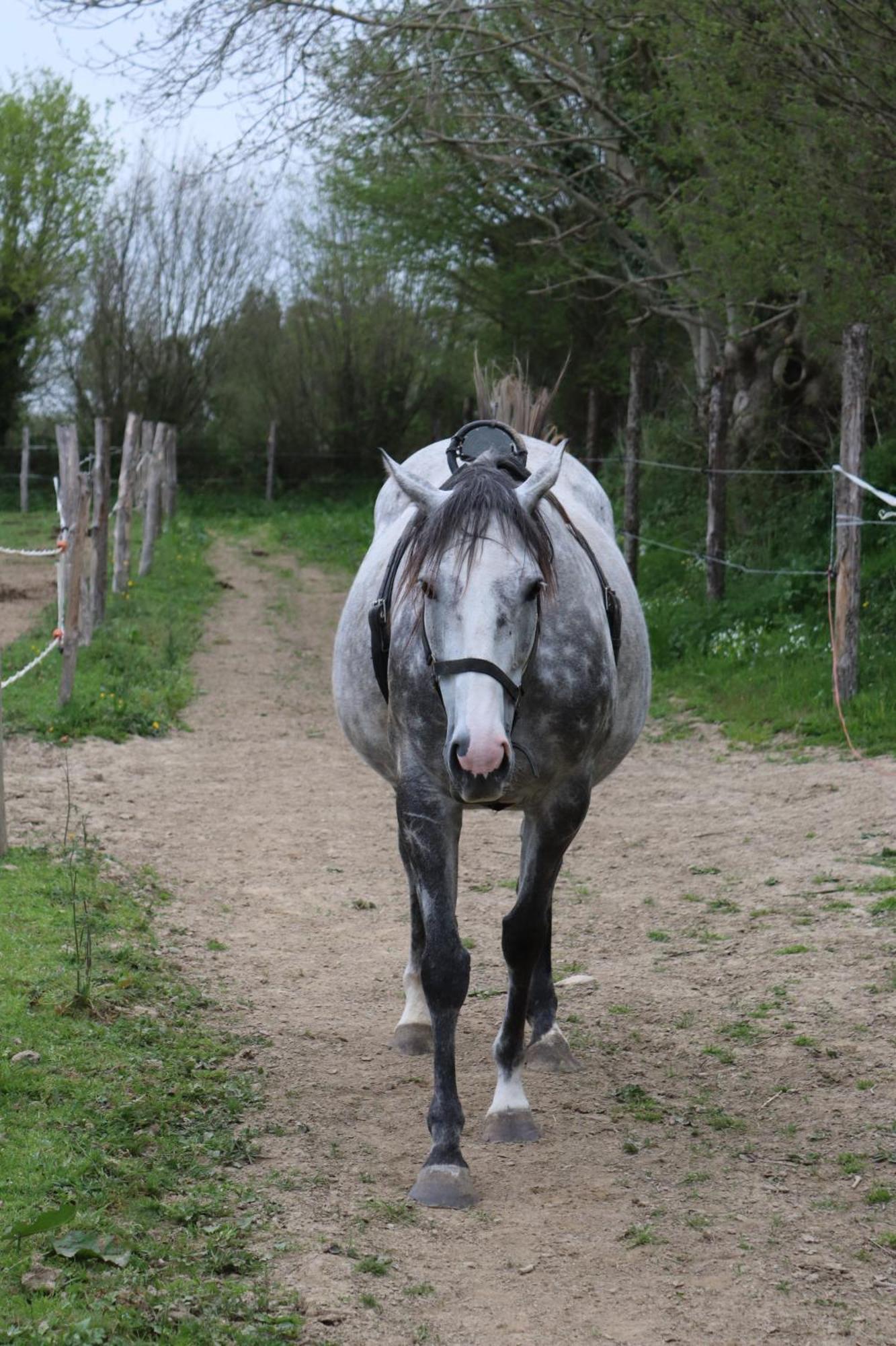 Decouverte D'Un Haras Proche Du Mont St Michel Hambye Екстер'єр фото