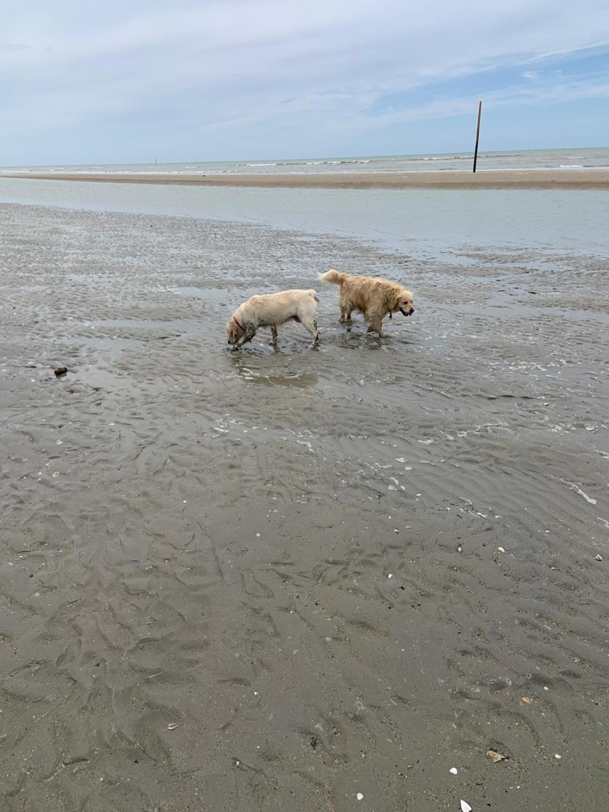 Decouverte D'Un Haras Proche Du Mont St Michel Hambye Екстер'єр фото